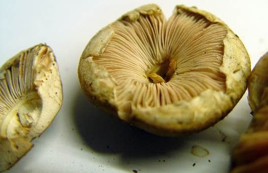 Fleischblättriger Egerlingsschirmling, Foto 3