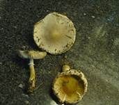 Fleischblättriger Egerlingsschirmling, Foto 15