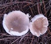 Fleischblättriger Egerlingsschirmling, Foto 19