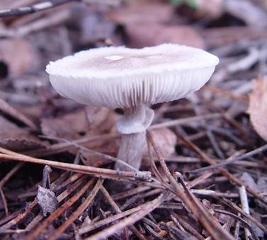 Fleischblättriger Egerlingsschirmling, Foto 4