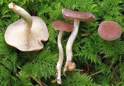 Fleischfalber Trichterling, Foto 2
