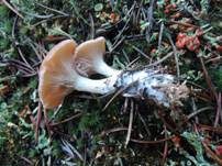 Fleischfalber Trichterling, Foto 13