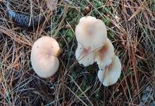 Fleischfalber Trichterling, Foto 6
