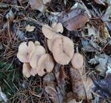Fleischfalber Trichterling, Foto 7