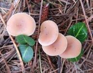 Fleischfalber Trichterling, Foto 9