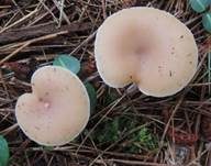 Fleischfalber Trichterling, Foto 11
