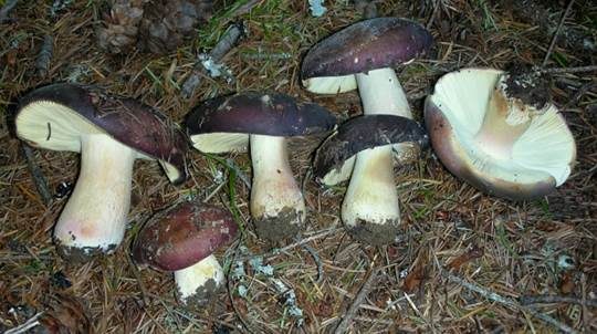 Fleischfarbener Heringstäubling, Foto 3