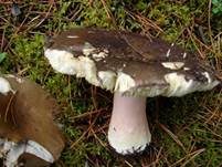 Fleischfarbener Heringstäubling, Foto 5