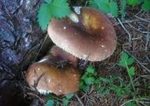 Fleischfarbener Heringstäubling, Foto 7