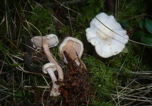 Fleischfarbener Filzkrempling, Foto 2
