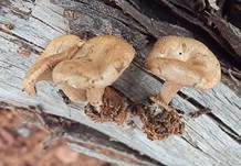 Fleischfarbener Filzkrempling, Foto 6