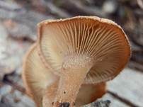 Fleischfarbener Filzkrempling, Foto 7