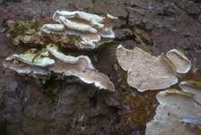 Fleischgrauer Knorpelporling, Foto 6
