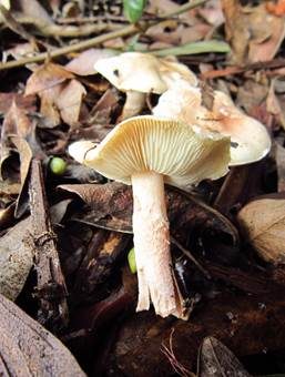 Fleischrosa Schirmling, Foto 4