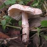 Fleischrosa Schirmling, Foto 7