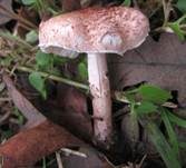 Fleischrosa Schirmling, Foto 8