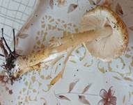 Fleischrosa Schirmling, Foto 9