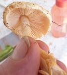Fleischrosa Schirmling, Foto 11