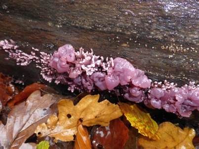 Fleischroter Gallertbecher, Foto 2
