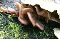 Fleischroter Holztrichterling, Foto 7