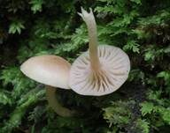 Fleischroter Holztrichterling, Foto 11