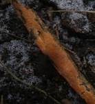Fleischroter Zystidenrindenpilz, Foto 15