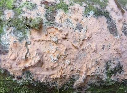 Fleischroter Zystidenrindenpilz, Foto 5