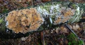 Fleischroter Zystidenrindenpilz, Foto 32