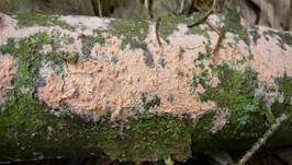 Fleischroter Zystidenrindenpilz, Foto 33
