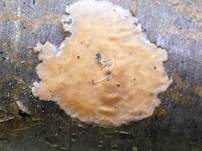 Fleischroter Zystidenrindenpilz, Foto 36