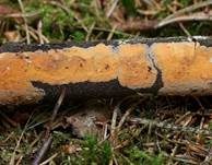 Fleischroter Zystidenrindenpilz, Foto 8
