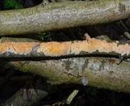 Fleischroter Zystidenrindenpilz, Foto 10