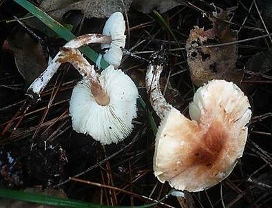 Fleischrötlicher Schirmling, Foto 2