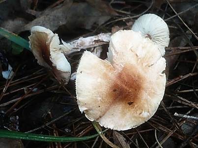 Fleischrötlicher Schirmling, Foto 4