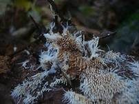 Ausgebreitetes Hängezähnchen, Foto 13
