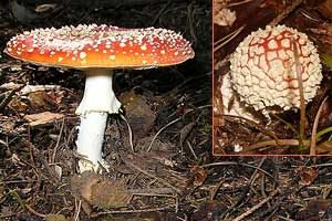 Fliegenpilz, Foto 1