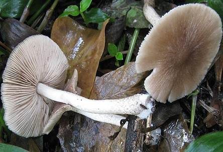 Flockenstieliger Dachpilz, Foto 3