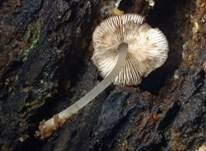 Flockenstieliger Dachpilz, Foto 12