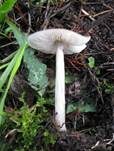 Flockenstieliger Dachpilz, Foto 15