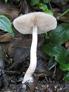 Flockenstieliger Dachpilz, Foto 5