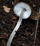 Flockenstieliger Dachpilz, Foto 8