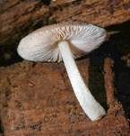 Flockenstieliger Dachpilz, Foto 9