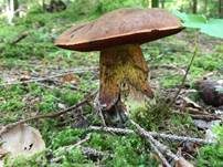 Flockenstieliger Hexenröhrling, Foto 17