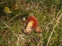 Flockenstieliger Hexenröhrling, Foto 22