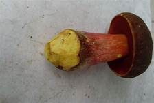 Flockenstieliger Hexenröhrling, Foto 24