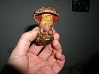 Flockenstieliger Hexenröhrling, Foto 27