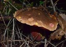 Flockenstieliger Hexenröhrling, Foto 30