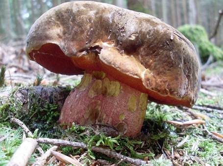 Flockenstieliger Hexenröhrling, Foto 5