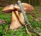Flockenstieliger Hexenröhrling, Foto 32