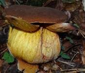 Flockenstieliger Hexenröhrling, Foto 33